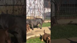 @americanbully.crb.kennel: #dog #pets #dogs #puppy #doglover