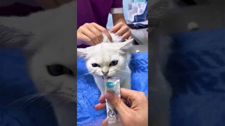 Going to the hospital for vaccination #funny #catfunny #catshorts