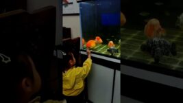 Goldfish are also good companions for children as they grow up. #fish #goldfish #aquarium