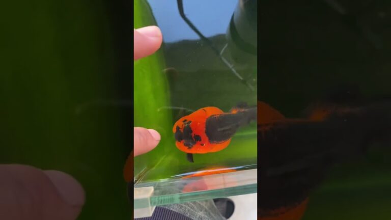 Goldfish that like to nibble on fingers.#koi #fish #goldfish #animals #pets