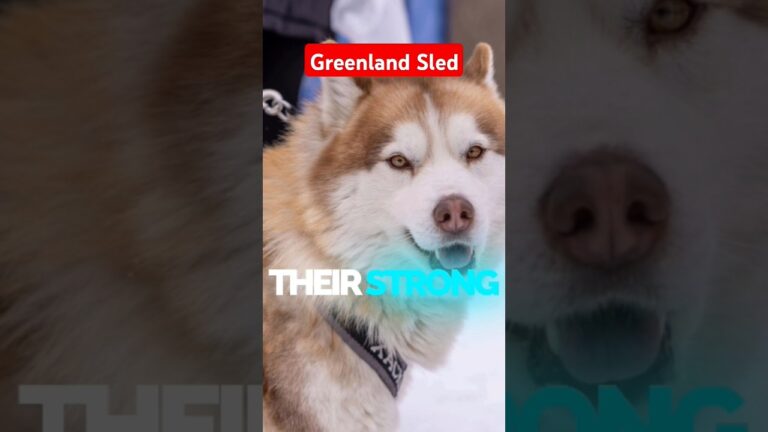Greenland Sled Dog Behavior and Personality