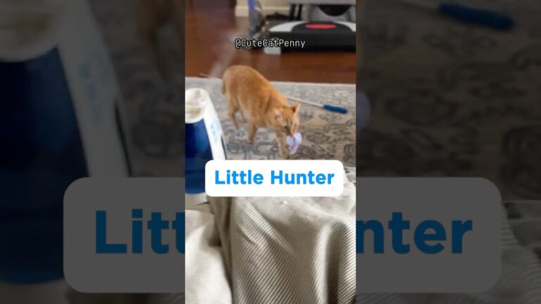 🔊 Her little meows of urgency ♥️ #cutecat #cathunting #catplaying #catbehavior #catfunny #catvideos