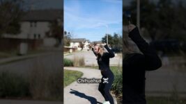 Meeting dog breeds on the street is like… 😅 #dog #puppy #aussie