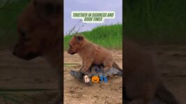 The cuteness of adorable dog behavior