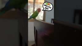 Three Little Birds 💚❤️💚 #birds #cockatielscraze