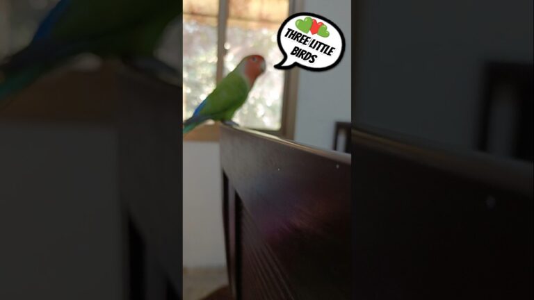 Three Little Birds 💚❤️💚 #birds #cockatielscraze