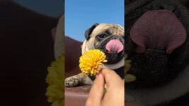 WILL YOU HELP 🐶!?😍🐾#dog #dogs#doglover #doglife #cutedog #goldenretriever #pets #petlover #puppy