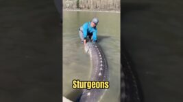 Why Sturgeon Fish Live Longer