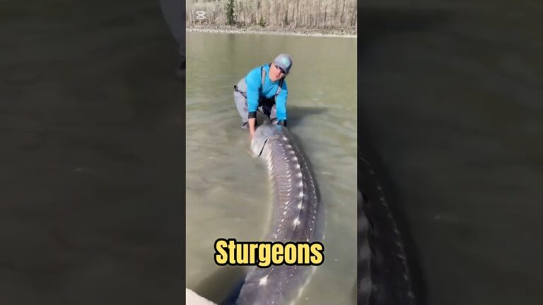Why Sturgeon Fish Live Longer