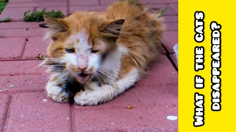 Why do we love cats ?! #Cats