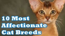 10 Most Affectionate Cat Breeds