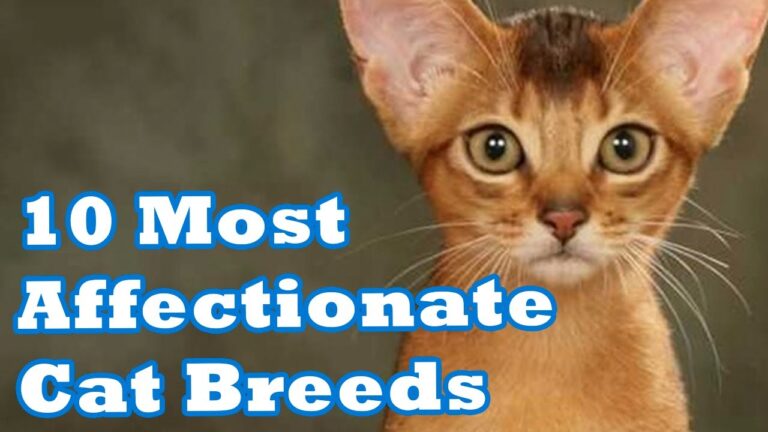 10 Most Affectionate Cat Breeds