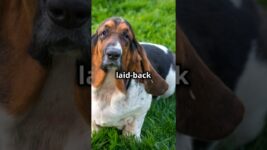 Basset Hound | The Laid-Back and Loyal Tracker | Facts and Care Tips #dogs #dog #pet #pets #doglover