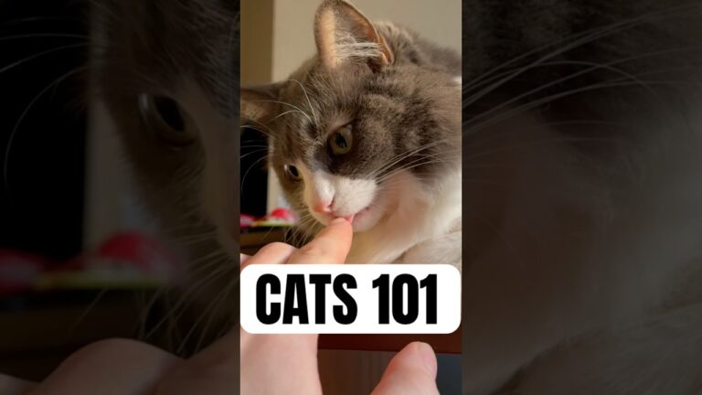 Cat Behavior 101 #cat #funny #shorts
