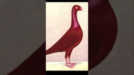 Danish all colour #pigeon #fancykabutar #kabutar #birds