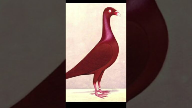 Danish all colour #pigeon #fancykabutar #kabutar #birds