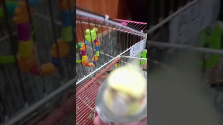 Hello 🤗#birds #meetho #cockatiel #parrot #cute #pets #sweet # our meetho 🥰🥰🥰🥰