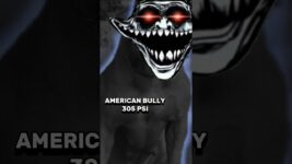 PITBULL VS DOG BREEDS, (BITE FORCE COMPARISON)#animals #edit #shortsvideo #dog #shorts