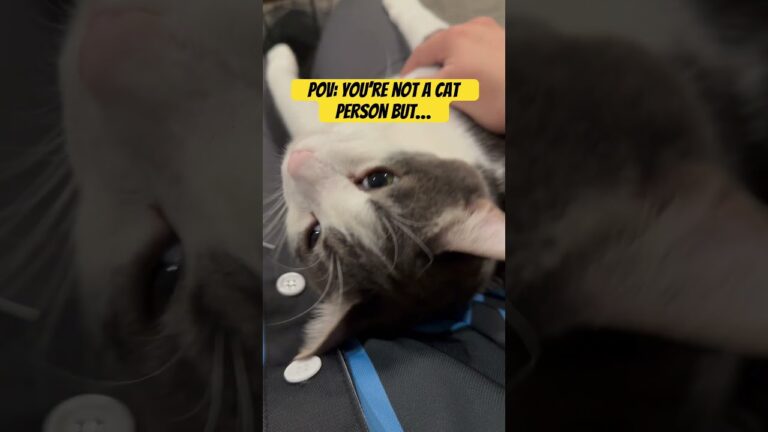 POV: When you’re not a cat person but this happens
