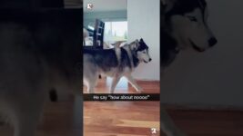 Peculiar Dog Behavior Part 1🤣🤣😂😂 #dog #dogs #fyp #funnyanimals  #usa #foryou