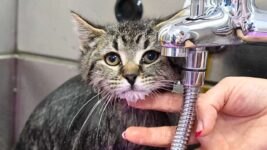 Two Adorable Stray Tabby Kittens Get Their First Bath