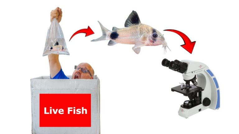 Unboxing & Disease Screening NEW Aquarium Fish Import