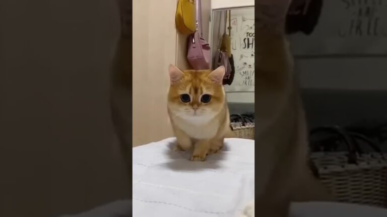 😹cute cat behavior [1]😸 #cutecatbehavior7