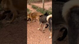 #dog #Dogbehavior#dogfunny A special way for dogs to say hello