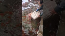 guppy fry, top 10 beautiful guppy fish, imported guppy fish, guppy tank, catching wild fish for fish