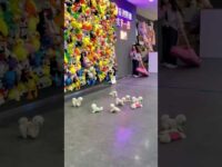 teacup dog breeds / teacup puppies 🐕 #shorts #dog #toys #cute #puppy