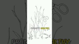 Aquarium Zen: The Art of Fish Tank Maintenance