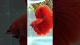 Blood red betta fish