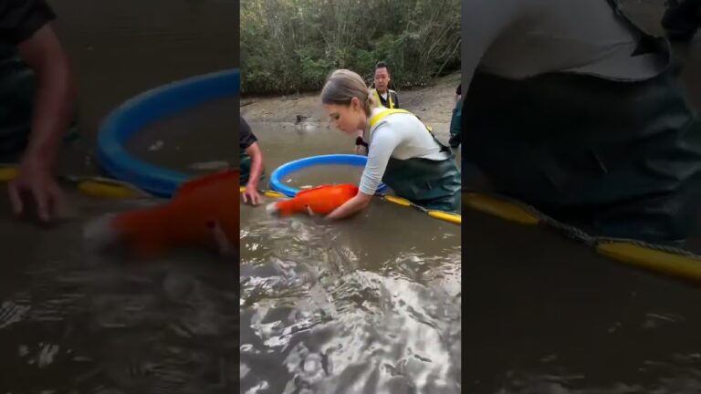 Good goldfish all come from muddy ponds. Fish for sale!#koi #goldfish #pets #anime