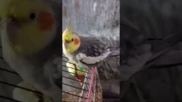 Lazy meetho #birds #meetho #cockatiel #parrot #cute #pets #sweet # our meetho 🥰🥰🥰🥰