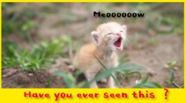 What if the cats disappeared ? #Cats #cat