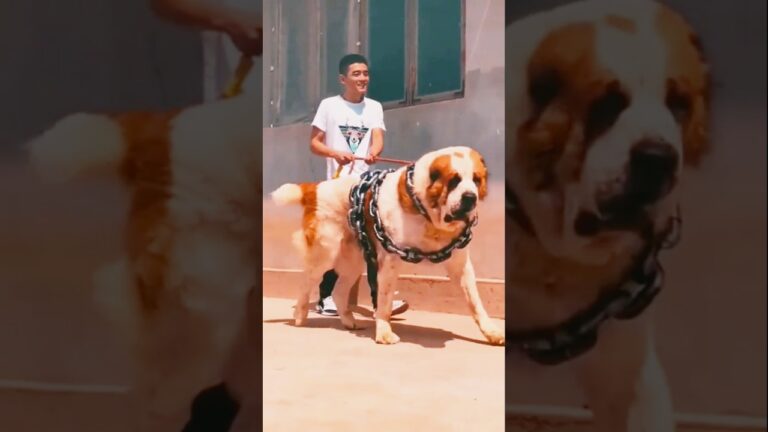 World biggest guardian dog breed 🔥😱 alabai Asian shepherd 😱🔥 #dog #alabai #pitbull#pitlove #dogbreed