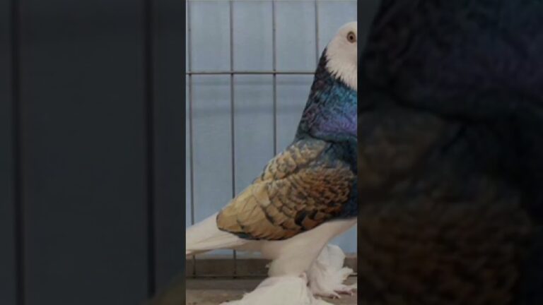 #pigeon #pigeonpigeon #birds #biswaspigeon #pets #pigeonsroy