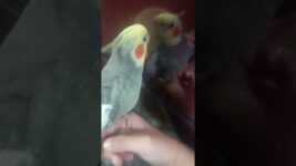Adorable cute meetho ❤️#birds #meetho #cockatiel #parrot #cute #pets #sweet #our meetho#viralshorts
