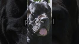 Cane Corso | The Powerful and Loyal Protector | Facts and Care Tips #dogs #dog #pet #pets #doglover