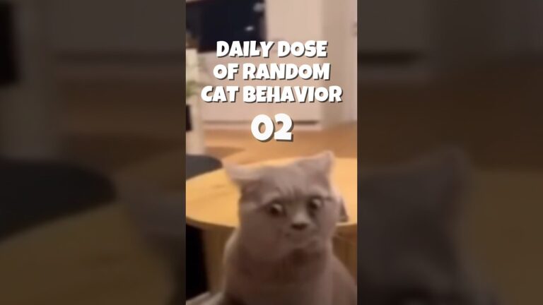 Daily Dose of Random Cat Behavior 02 #cat #catlovers #catlover #cats #catvideos #catshorts