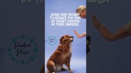 Dogs Are Know to Reduce