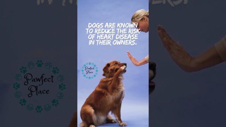 Dogs Are Know to Reduce