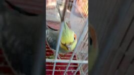 Meetho ❤️#birds #meetho #cockatiel #parrot #cute #pets #sweet # our meetho#viralshorts