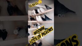 Wooww Lot’s of pigeons🕊️ || iranian highflyer || #kabutar # pigeon #kabootar #loft #birds #shorts