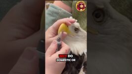 Beak Care for Birds! 🦜🪚😱