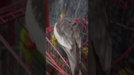 Good morning 🌞🌞#birds #meetho #cockatiel #parrot #cute #pets #sweet # our meetho 🥰🥰🥰🥰