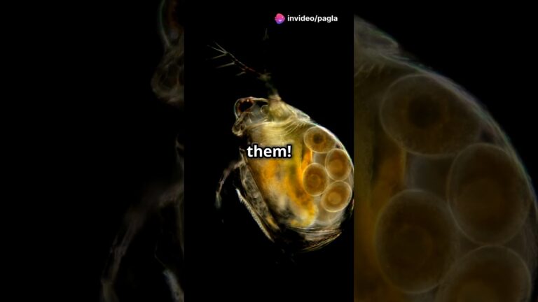 How to culture Daphnia for your Aquarium.