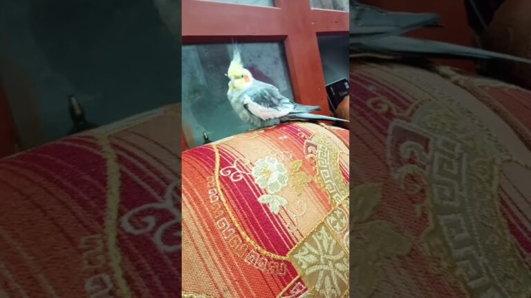 Meetho ❤️💕💖💖💕#birds #meetho #cockatiel #parrot #cute #pets #sweet # our meetho 🥰🥰🥰🥰