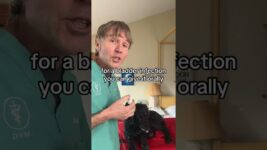 Natural antibacterial for dogs and cats!