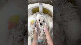 Poodle Dog Beauty: Grooming Secrets for a Perfect Coat and Style!